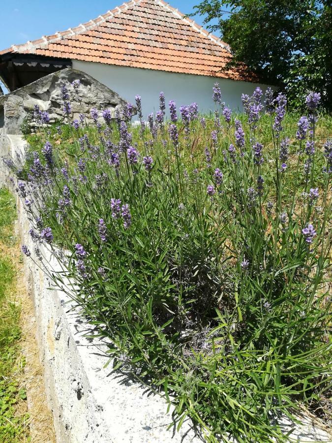 Bodrogparti Vendeghaz Sarazsadany Ξενοδοχείο Εξωτερικό φωτογραφία